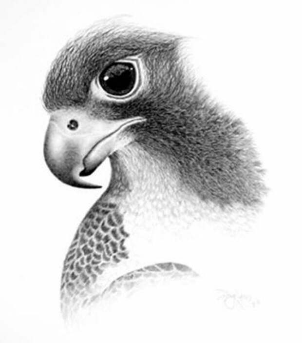 картинка животного для срисовки карандашом
