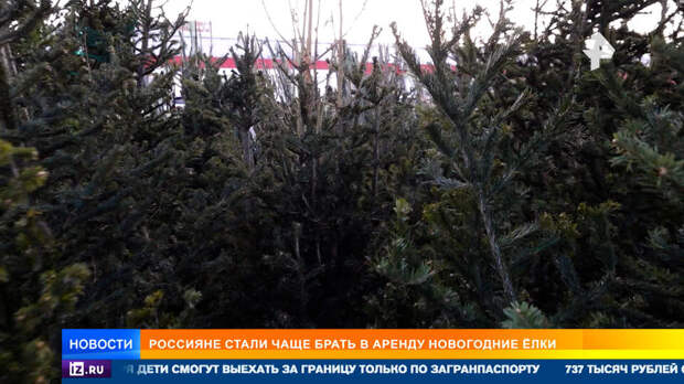Новый год напрокат: россияне стали чаще арендовать елки и нанимать дизайнеров