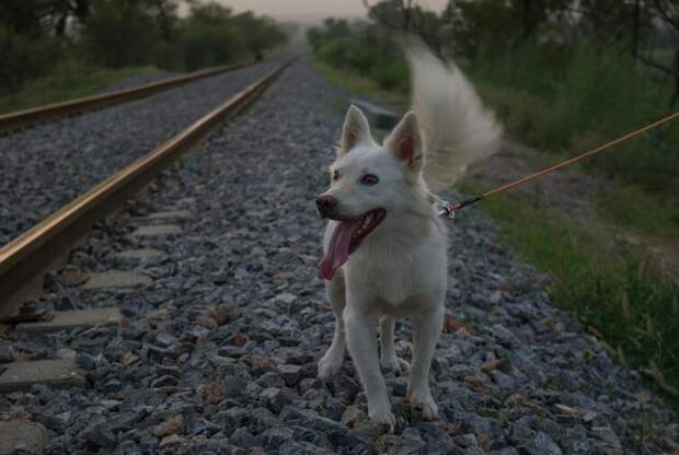 Каковы правила перевозки собак в России?