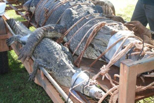 В Австралии поймали гигантского крокодила