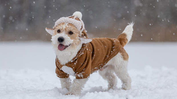Новости науки за неделю: учёные назвали пользу солнечного света, сыра и собак