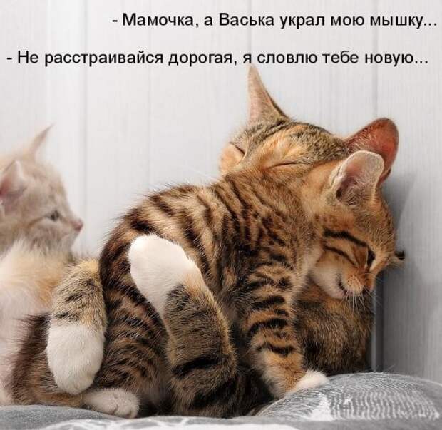 Котоматрица 24