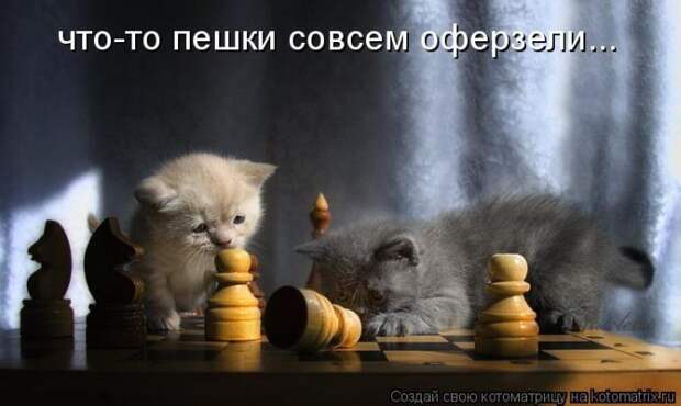 Лучшие котоматрицы недели (50 фото)