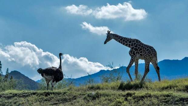 Страус и жираф, вопреки ожиданиям, стали не разлей вода