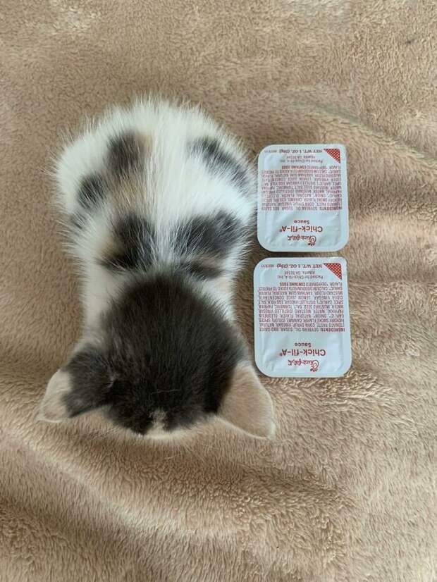 Незаконно маленькие котейки, которые своруют ваше сердце