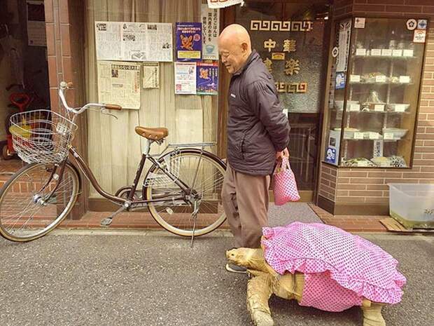 Не каждый может похвастать, что гуляет по Токио в компании большой черепахи в мире, животные, забавно, люди, токио, улица, черепаха