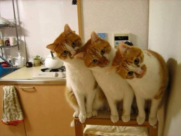 Синхронизация котэ