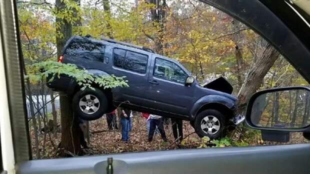 Бодался телёнок с дубом: аварии автомобилей с участием деревьев аварии, авария, авто, дерево, дтп, скорость, фото, фотографии