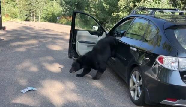 медведь вылез из машины