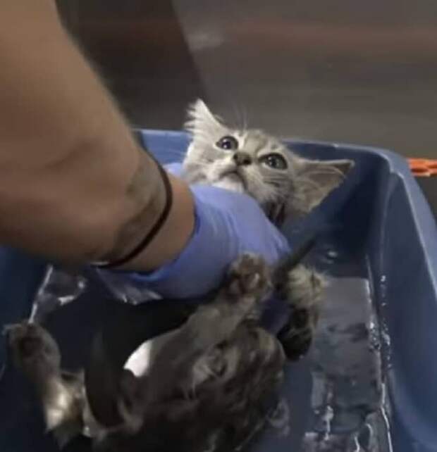 Котенок в воде