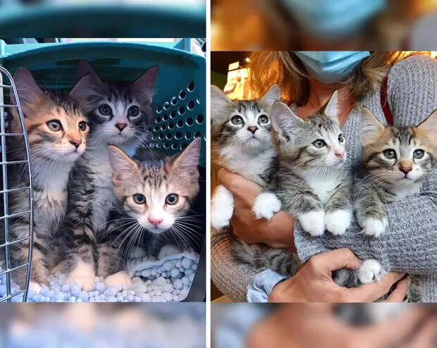 Без кота и жизнь не та