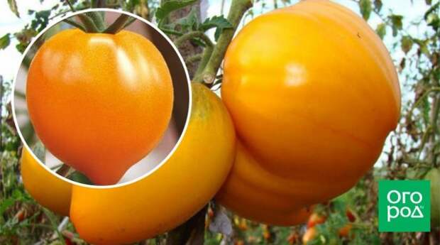 Сорт томатов Золотые купола