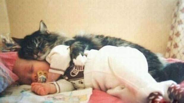 Кошки лечат людей