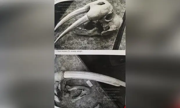 За кражу 33 черепов животных из Зооинститута РАН столяр получил пять лет условно