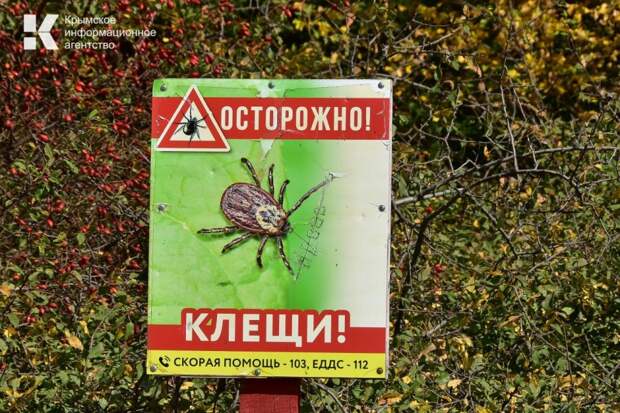 За неделю в Крыму 11 человек заразились клещевым боррелиозом