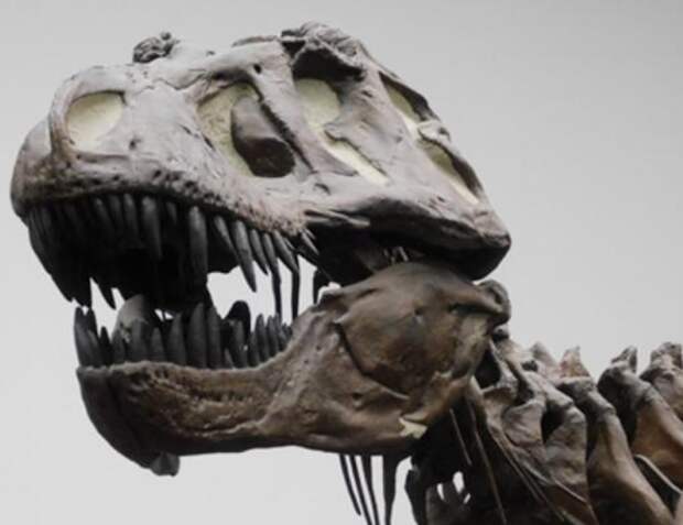 Тираннозавр оказался «не таким умным», как считалось раньше