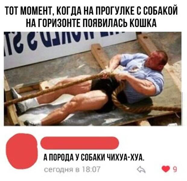Прикольные комментарии и СМС-диалоги