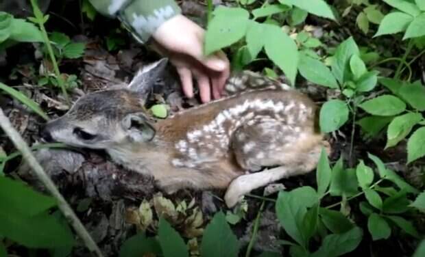 Рогатый Карандаш: добродушные россияне выходили маленького оленёнка, найденного в лесу