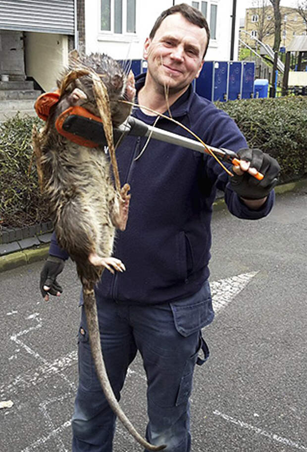 Лондонский инженер обнаружил гигантскую крысу весом около 11 кг.