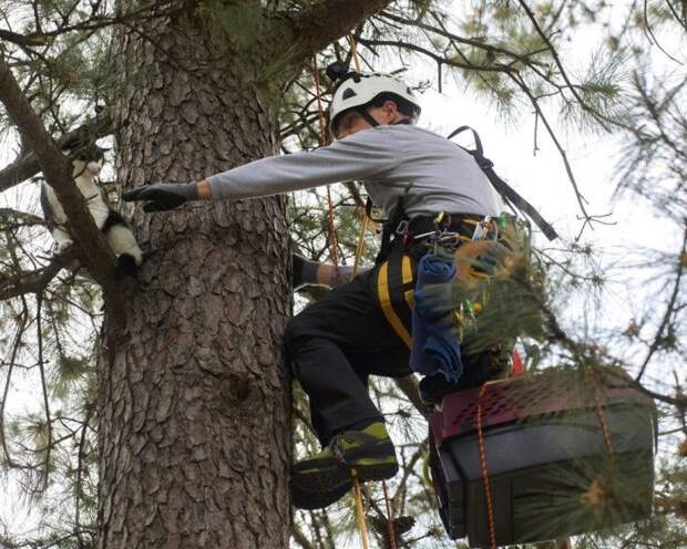 Американский пенсионер резво лазает по деревьям, бесплатно спасая котов кошки, пенсионер, спасение