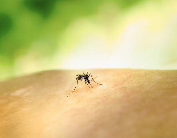 Выпила кровь и подарила червей: от укуса комаров могут развиться мозговые инфекции