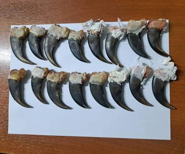 Российские таможенники нашли у иностранного туриста 16 когтей медведя