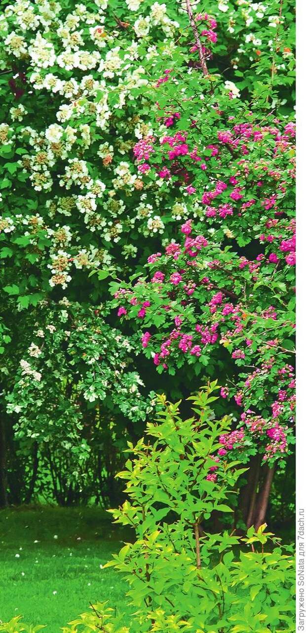 Боярышник с розовыми цветками помогает приятно разнообразить пейзаж.