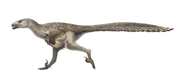 800px-Dromaeosaurus_Restoration
