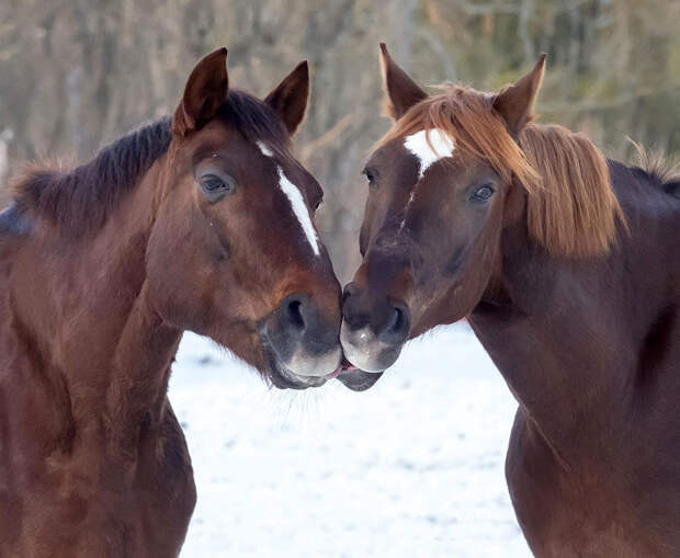 NewPix.ru - Как животные проявляют чувства. Красивые фотографии животных