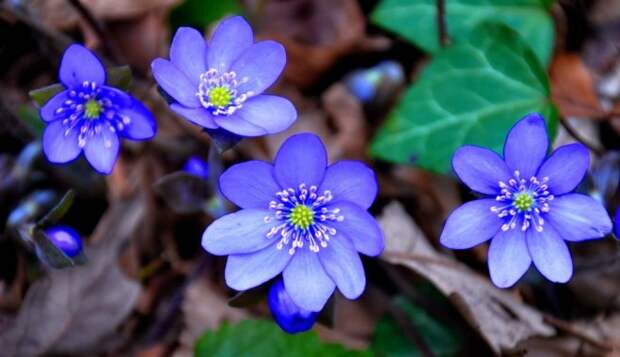 Голубая печеночница: нежный цветок со странным именем