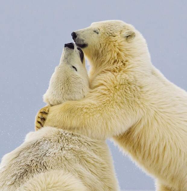 The polar bears share a hug *full story: http://www.rexfeatures.com/nanolink/enmp* This polar bear cub smiles with pleasure as he gives his sister a tender hug. The intimate family moment was captured in temperatures 20 degrees celsius blow freezing by British photographer Oliver Smart. The 34-year-old was sat on a speed boat as he caught the pair on camera embracing following a play fight. Oliver said: "This pair were hilarious because they were squabbling constantly like siblings do and it was very funny. "There was no malice, young polar bears just constantly like to wrestle and play in the snow. "I thought the smile on the bear as they embraced was appropriate for such a tender moment".