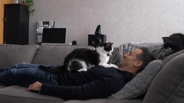 Видео с котиками растрогало пользователей: как коты скучают по своему хозяину