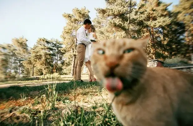 29 кошек, которые своим внезапным появлением скрасили фотографии хозяев