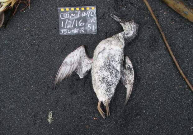 Миллион морских птиц пострадал от климатических изменений в Тихом океане