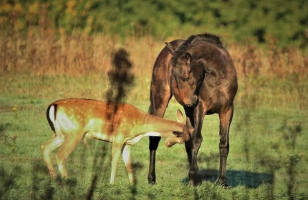 Трогательные фотографии дружбы оленя и лошадей