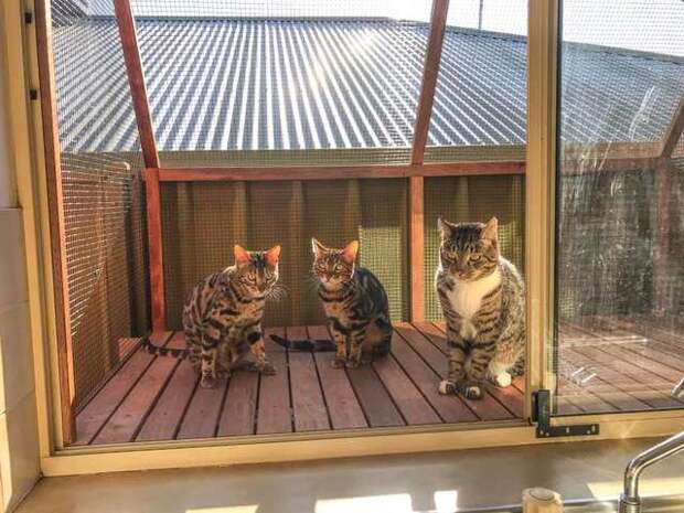 счастливые коты коты отдыхают