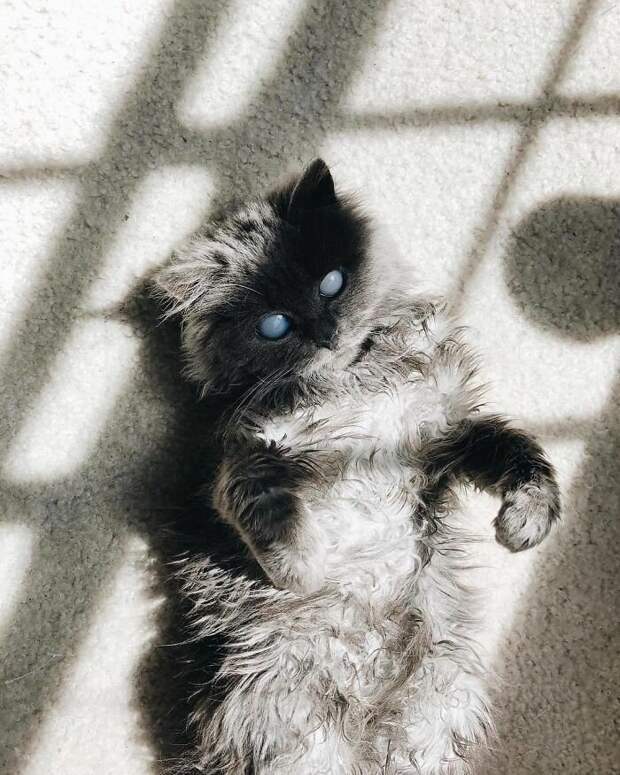 Слепой кот Мерлин - новая звезда Инстаграма СЛЕПОЙ КОТ, возьмите в приюте, доброта спасет мир, домашние животные, кот, коты, питомец, слепой котик