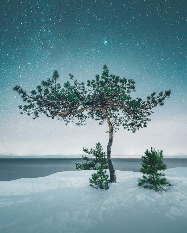 Потрясающие деревья севера в живописных снимках Микко Лагерстедта 