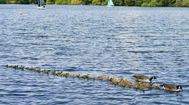 Канадские гуси гордо вывели более 50 птенцов поплавать под лучами весеннего солнца в мире, гуси, животные, милота, природа, фото