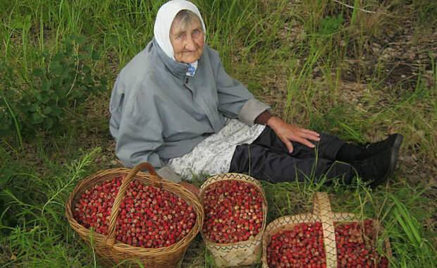 Россиян ждет новый налог - на сбор ягод и грибов 