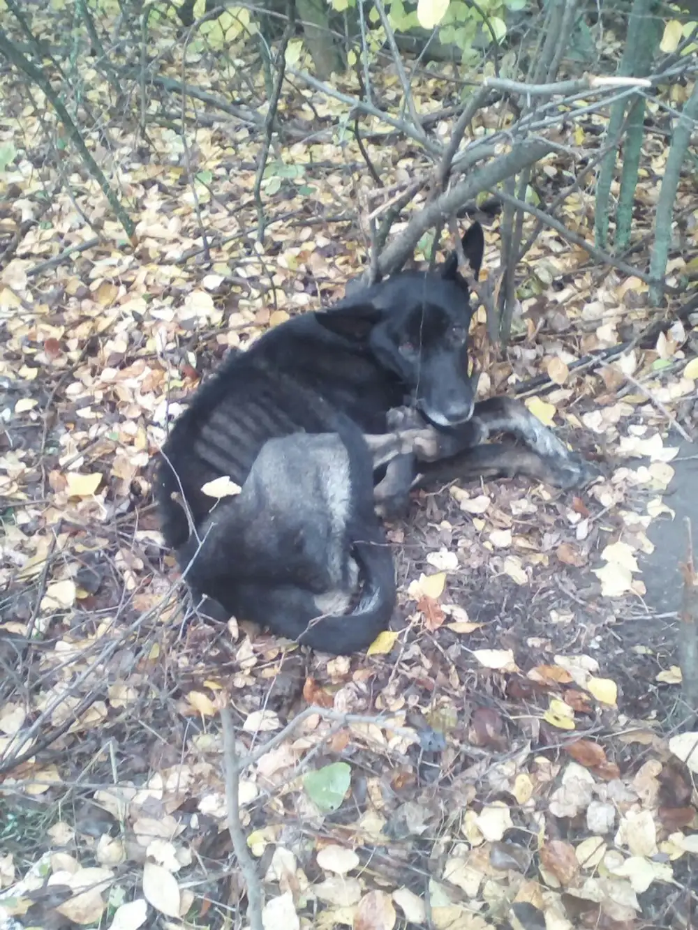 нашли в лесу щенков