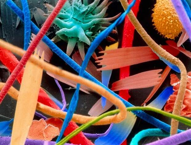 Картинки по запросу Бытовая пыль:(кошачья шерсть, синтетические волокна, пыльца растений и останки насекомых) под микроскопом