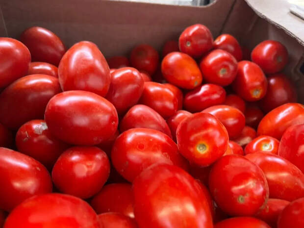 Соседка-агроном шепнула, что сыплет в лунку перед посадкой: томаты поперли так, что подпорки трещат