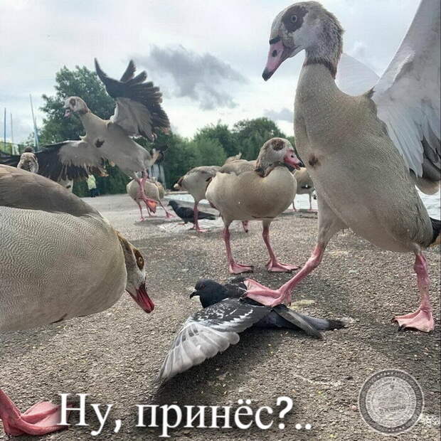 Принес?