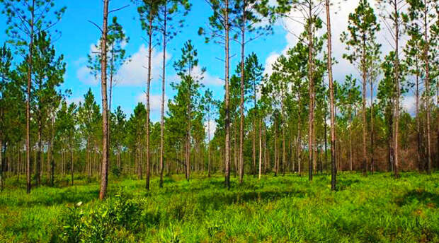 Бизнесмен из США Дэвис МС восстановил леса, полностью вырубленные около 100 лет назад.