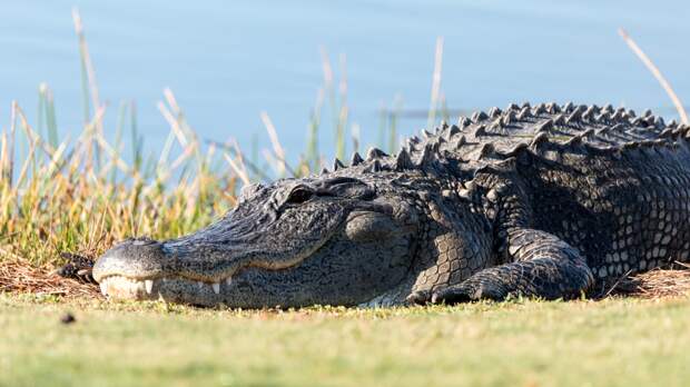large alligator on a Florida golf course
