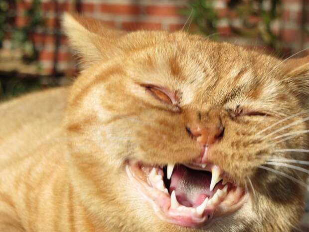 30+ умилительных фотографий чихающих котиков животные, котики, коты, милота, чихающие котики
