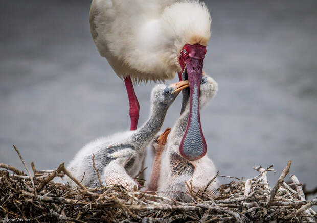 Лучшие фотографии Африки 2020