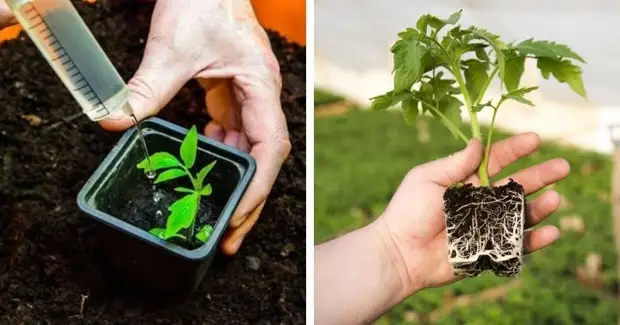 Бомбическая подкормка рассады из аптеки за три копейки. Молодые росточки быстрее пойдут в рост