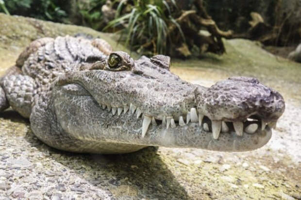 В Симферополе нашли две отрубленные крокодильи головы (ФОТО, ВИДЕО)